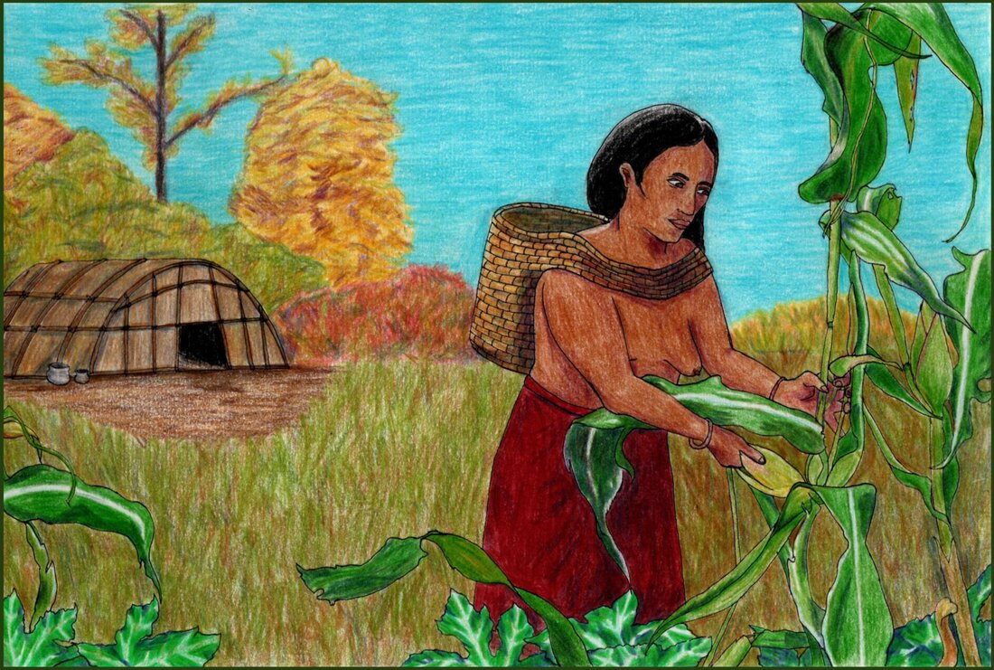 Picture. A Native American woman harvests an ear of corn. She is wearing a dark red skirt and has a woven basket on her back attached with a tumpline. Squash leaves can be seen at the foot of the corn. In the background are a wigwam and trees with autumnal foliage.